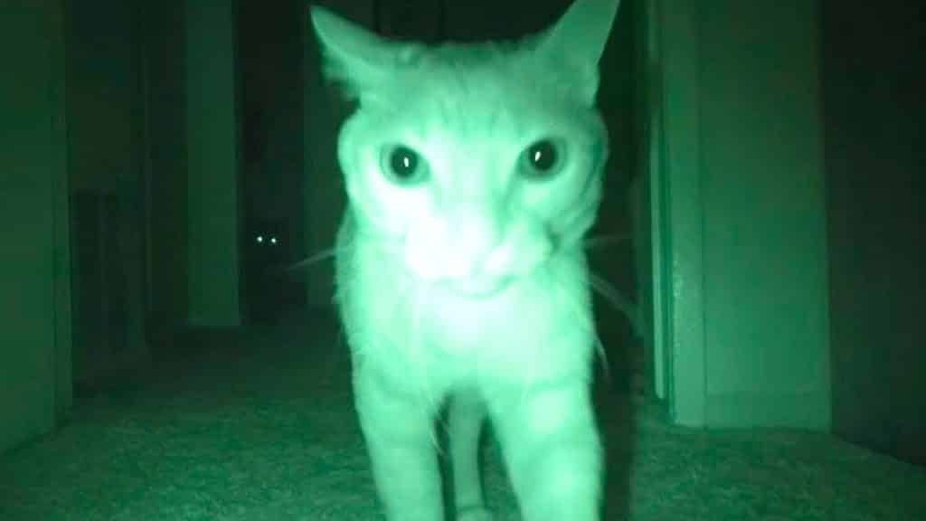 5 fatos que comprovam que você vive em uma casa assombrada 7 Será que você vive em uma casa assombradm comportamento estranho de animais mundo sombrio • mundo sombrio