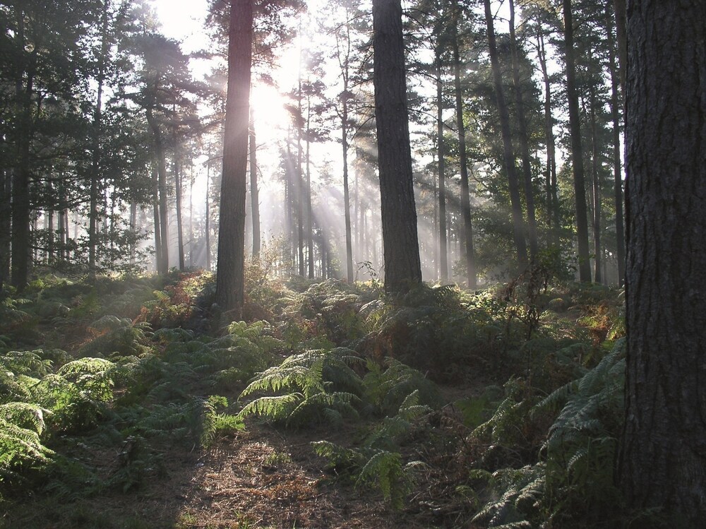 Cannock chase mundo sombrio 1 • mundo sombrio