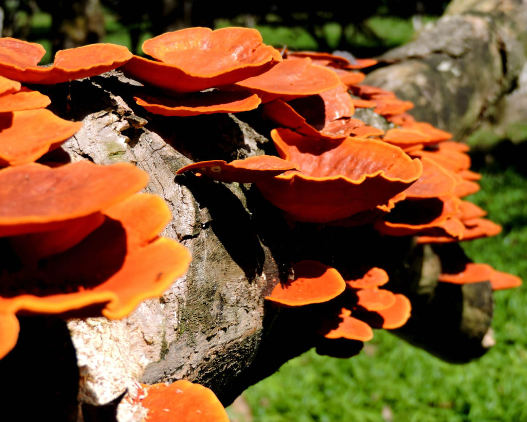 Cogumelo orelha-de-pau (polyporus-sanguineus). Foto de aline rezende mundo sombrio saci perere