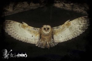 rasga mortalha história de terror