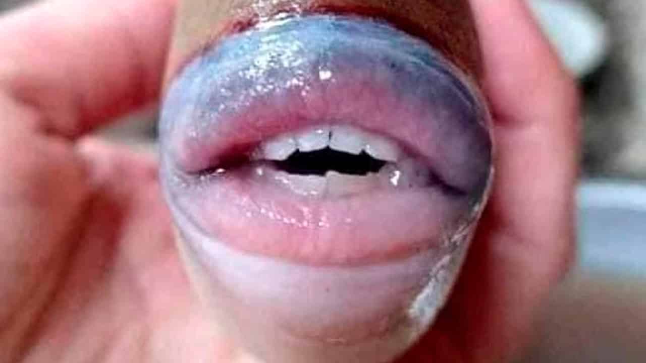 Peixe com dentes humanos é capturado por pescador na malásia mundo sombrio