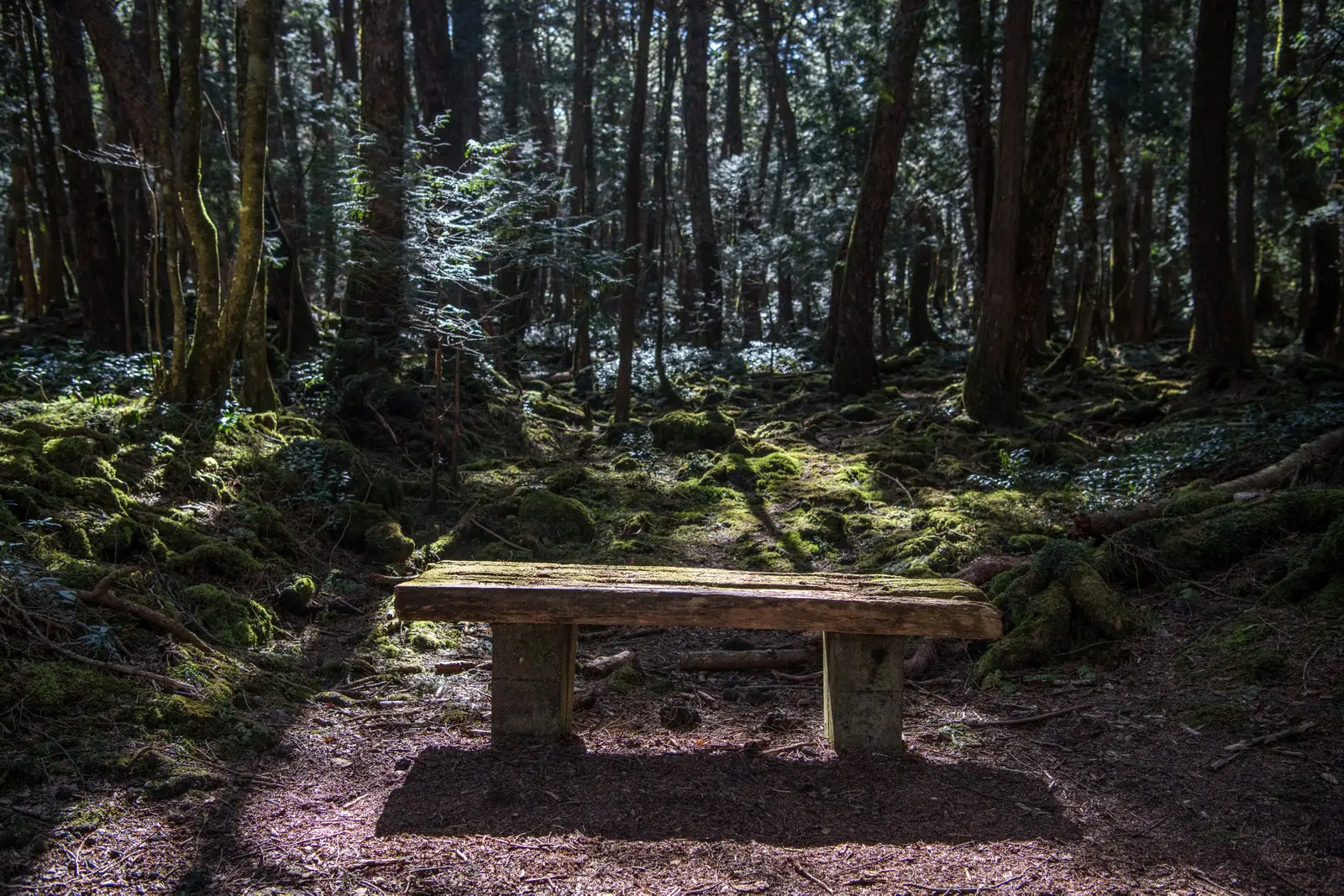 Floresta aokigahara lugares mais assombrados do mundo • mundo sombrio