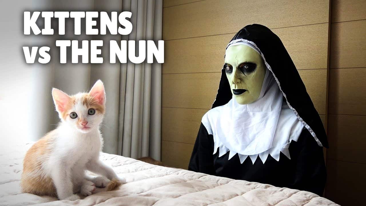 O que acontece quando gatinhos dão de cara com uma freira demoníaca gatinhos vs a freira