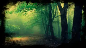 Hoia Baciu A Floresta mais Mal-Assombrada do Mundo Mundo Sombrio