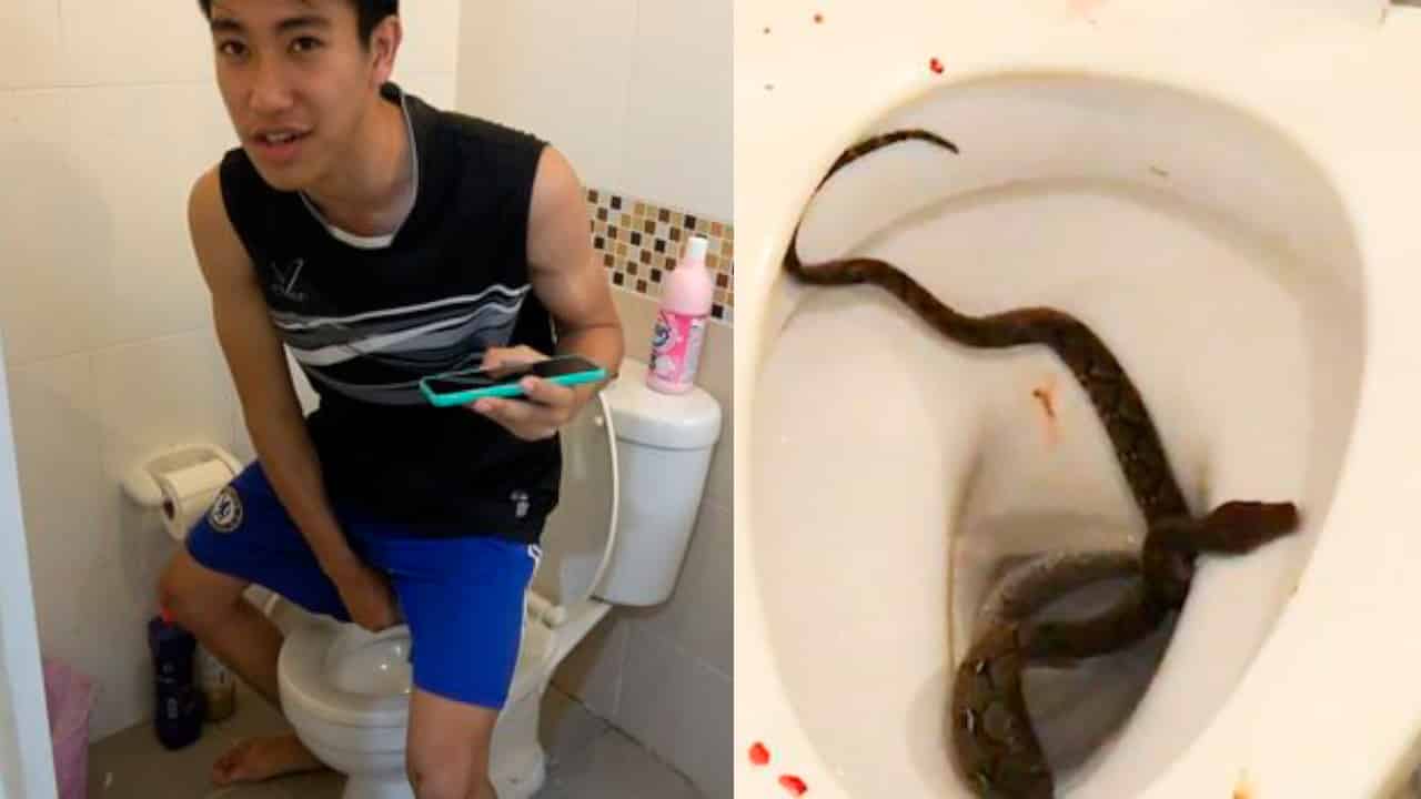 Rapaz é levado ao hospital após cobra morder seu pênis enquanto usava o banheiro mundo sombrio