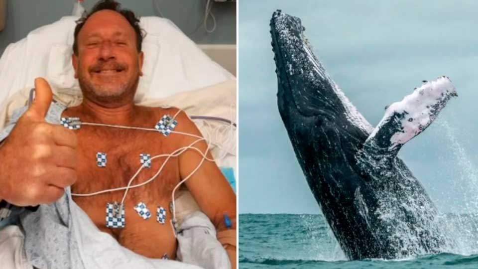Mergulhador americano sobrevive após ser engolido por uma baleia