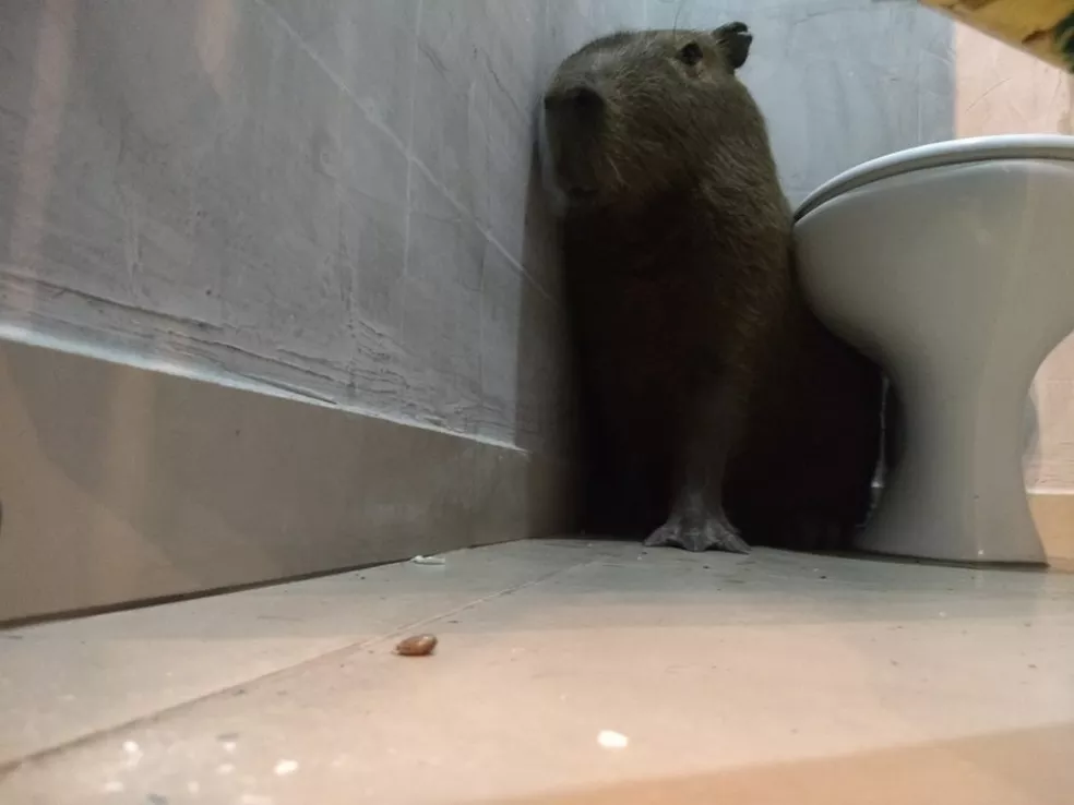 Funcionária se assusta ao encontrar capivara no banheiro de lanchonete: 'achei que fosse lobisomem' 1 Capivara bady • mundo sombrio