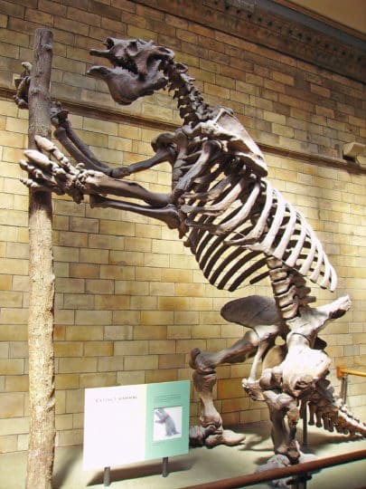 Megatherium americanum skeleton nhm • mundo sombrio