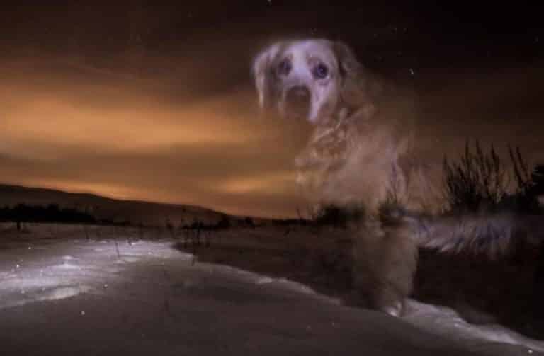 Os nossos Pets podem voltar como Fantasmas? • Mundo Sombrio