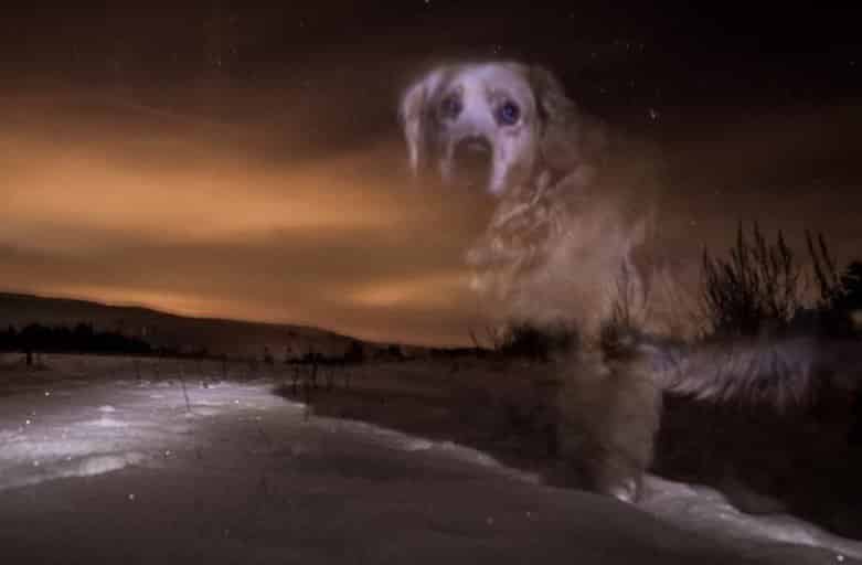 Os nossos pets podem voltar como fantasmas? 4 Os nossos pets podem voltar como fantasmas