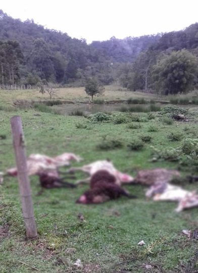 Animais aparecem mortos em são paulo e pegada misteriosa intriga moradores 3 01 1 • mundo sombrio