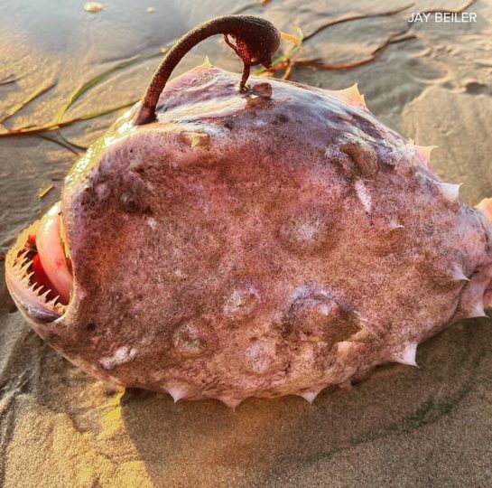 Peixe raro, que mais parece um monstro, aparece em praia da califórnia 4 03 • mundo sombrio