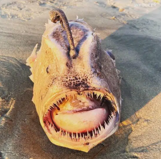 Peixe raro, que mais parece um monstro, aparece em praia da califórnia 3 261338162 6525782594130567 6418135047786550237 n • mundo sombrio