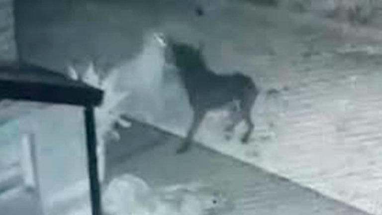Câmera de segurança filma possível cachorro fantasma brincando com outro cão