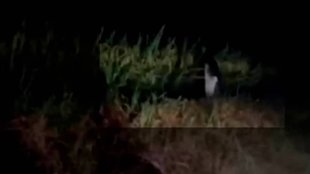 Fantasma de uma perna faz aparição assustadora em plantação na tailândia [vídeo]