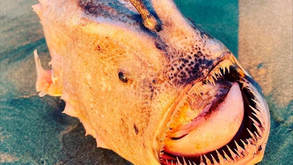 Peixe raro, que mais parece um monstro, aparece em praia da Califórnia