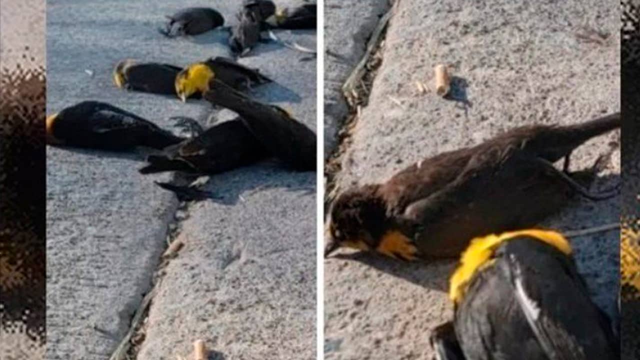 Câmeras de segurança flagram centenas de pássaros caindo mortos no chão no méxico